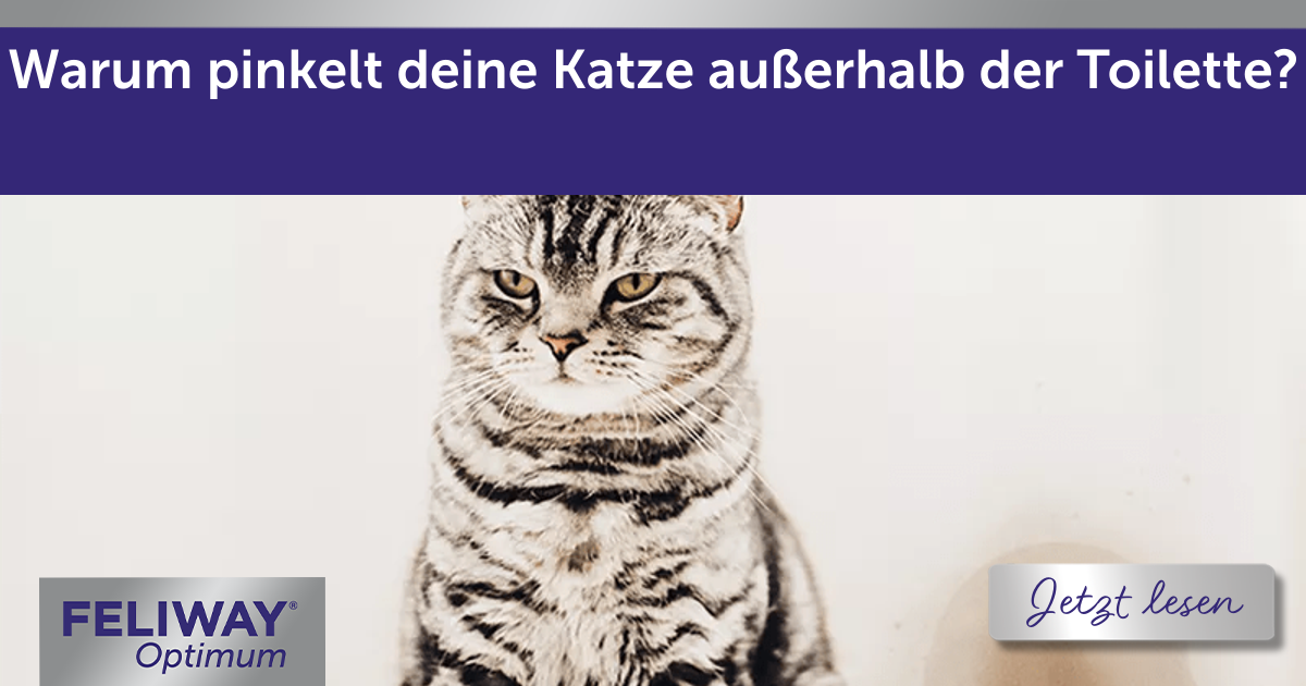 Warum pinkelt deine Katze außerhalb der Toilette?