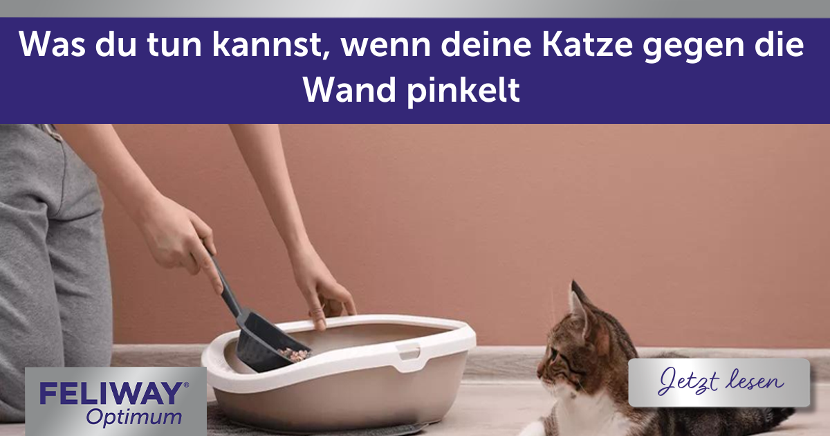 Was du tun kannst, wenn deine Katze gegen die Wand pinkelt