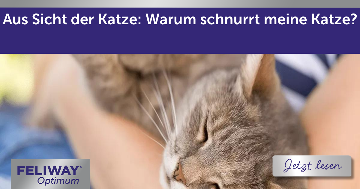 Aus Sicht der Katze: Warum schnurrt meine Katze?