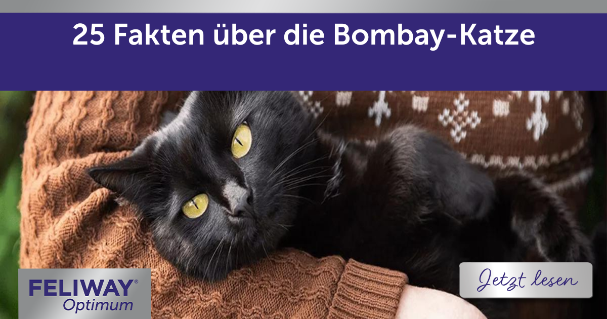 25 Fakten über die Bombay-Katze