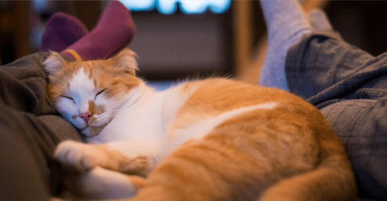 Was träumen Katzen? FELIWAY erklärt's!