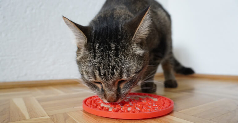 Schleckmatten für Katzen | 5 Gründe dafür!