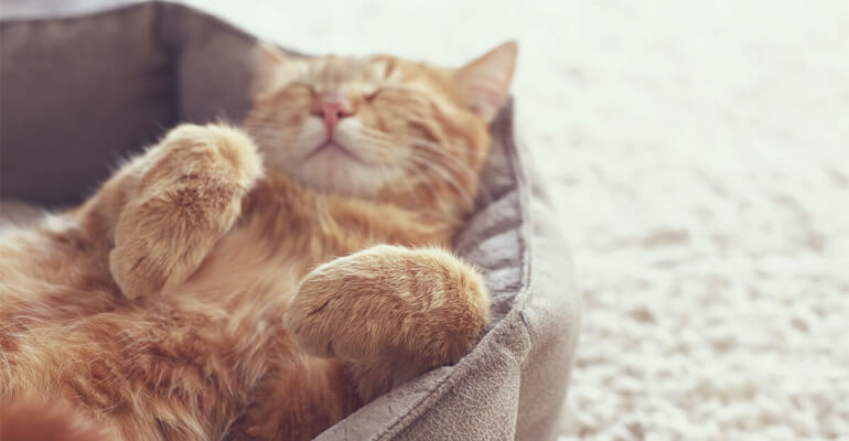 Das verrät dir die Schlafposition deiner Katze