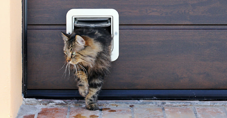 Veränderungen sorgen für eine gestresste Katze? So kannst du helfen!