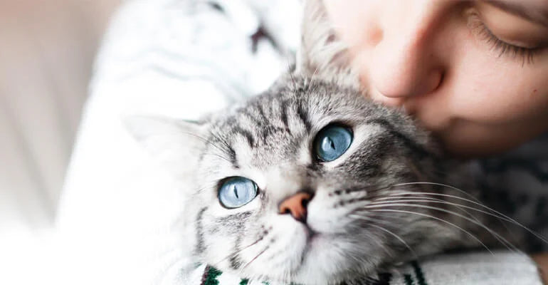Katze mit blauen Augen | Faszinierende Fakten rund ums Katzenauge