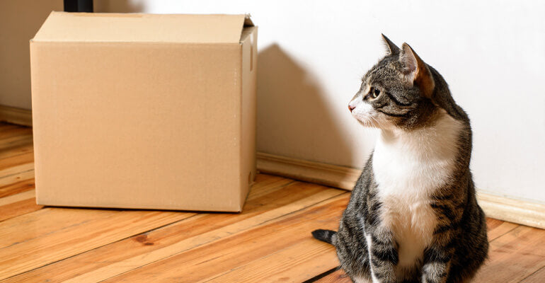 11 Tipps für den stressfreien Umzug mit Katzen