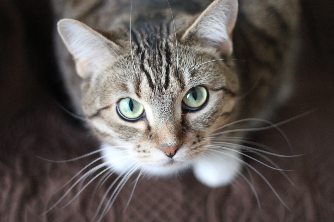 8 überraschende Arten, wie deine Katze dir ihre Liebe zeigt
