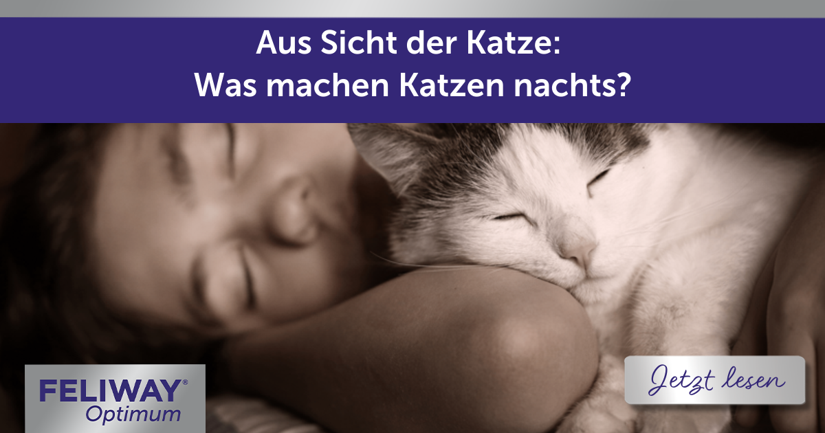 Aus Sicht der Katze: Was machen Katzen nachts?