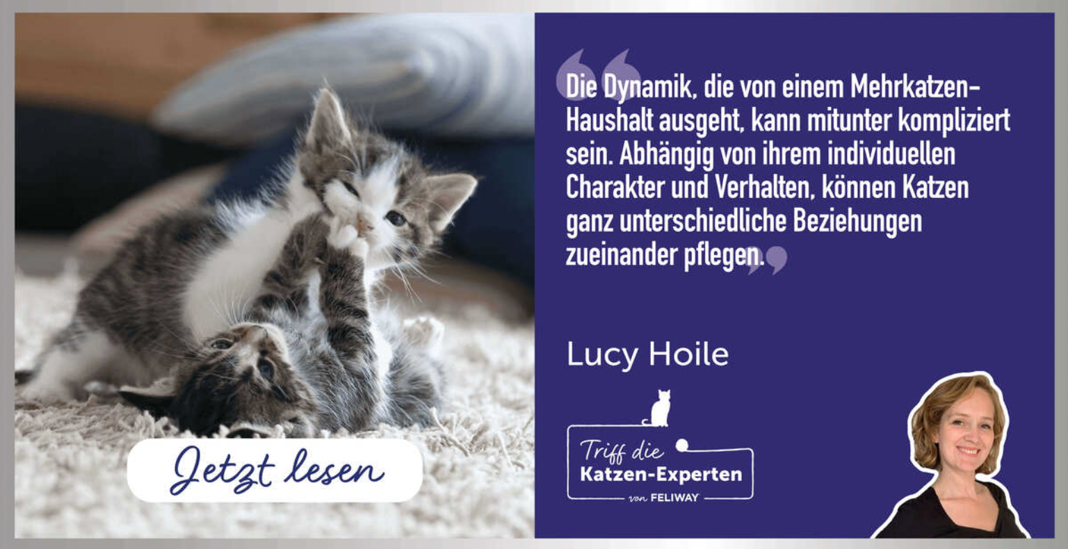Spielen oder kämpfen meine Katzen? Katzenexpertin Lucy Hoile