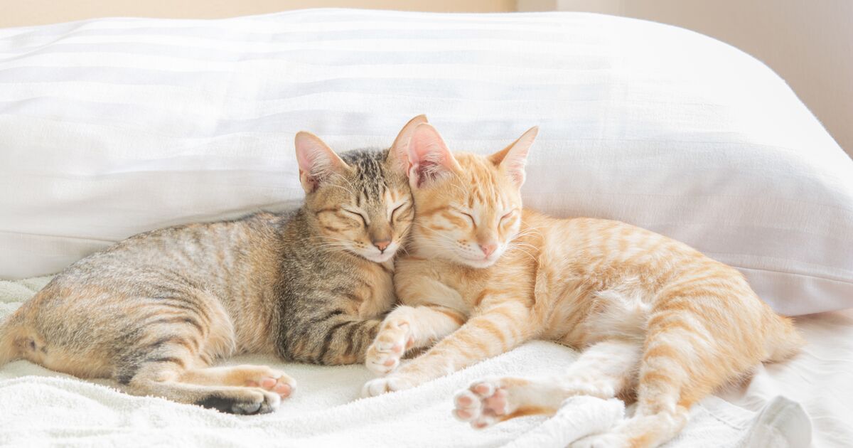 Wer passt zu wem? Katzen Streit vermeiden (Teil 1)