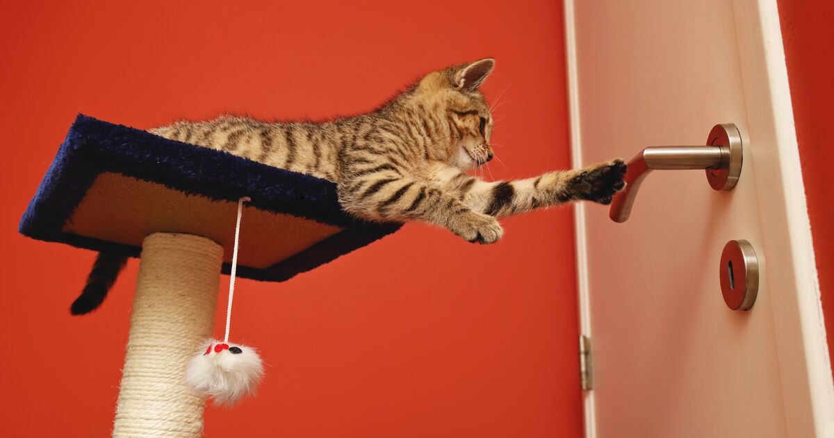 Katzen erziehen - geht das überhaupt?