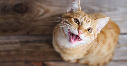 Warum pinkelt meine Katze in die Wohnung?