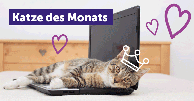 FELIWAY sucht die Katze des Monats