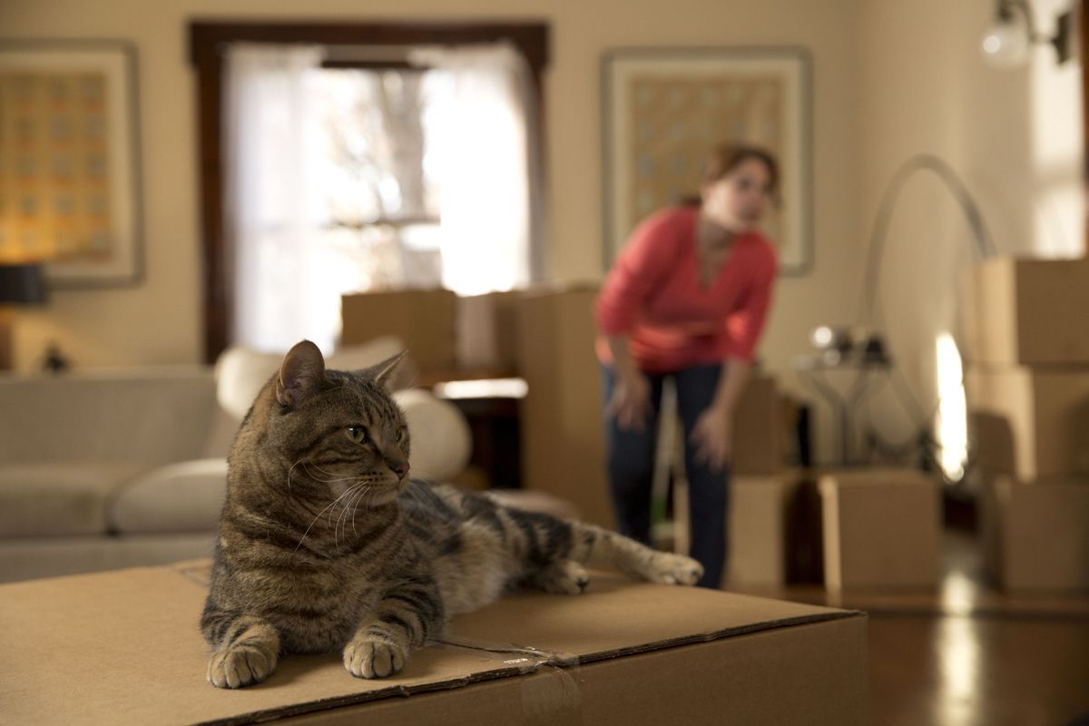 Umziehen mit Katze - Tipps & Checkliste
