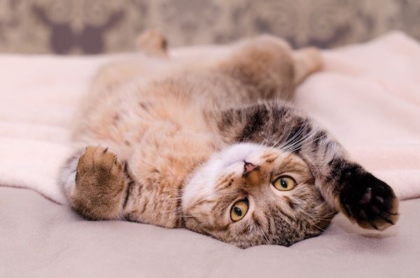 Katzensprache: So zeigt deine Katze, dass sie glücklich ist