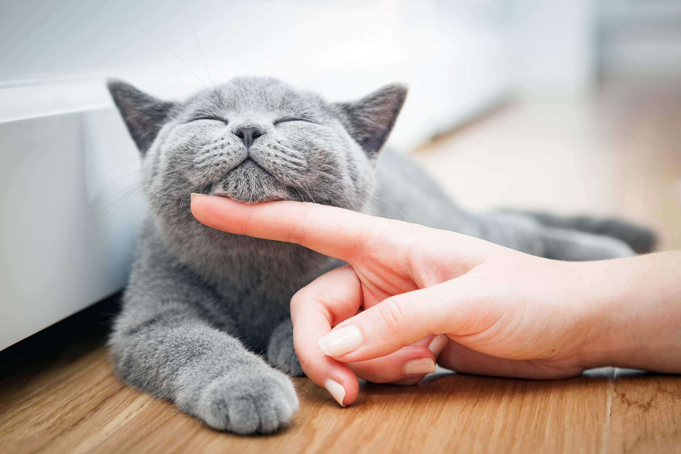 Experten Q&A: Was du bei der Verwendung von FELIWAY erwarten kannst