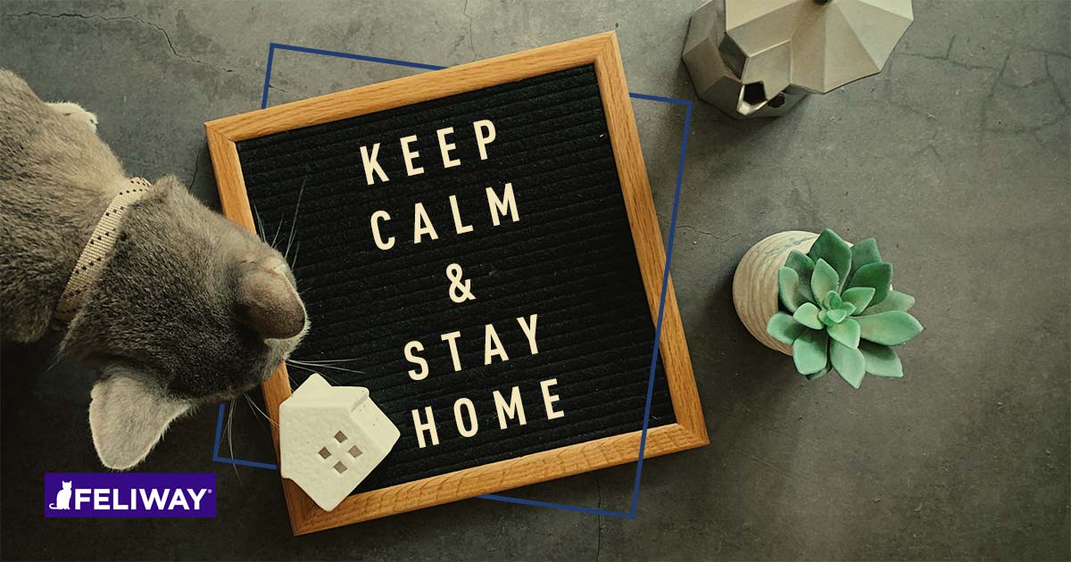 Einfluss der Corona-Beschränkungen auf Katzen: Umfrageergebnis FELIWAY
