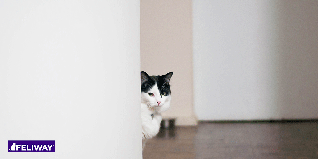 Katze & Silvester: Warum hat meine Katze Angst vor Feuerwerk