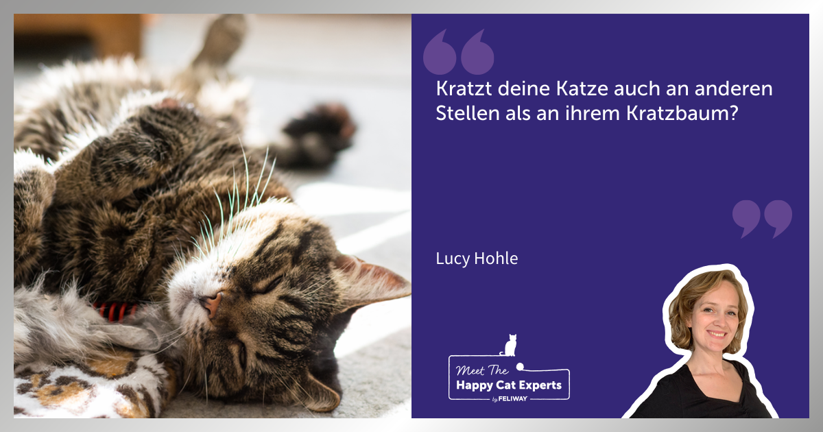 Wie ermutige ich meine Katze den Kratzbaum zu benutzen?