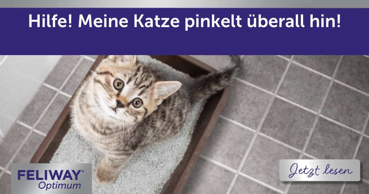 Hilfe! Meine Katze pinkelt überall hin!