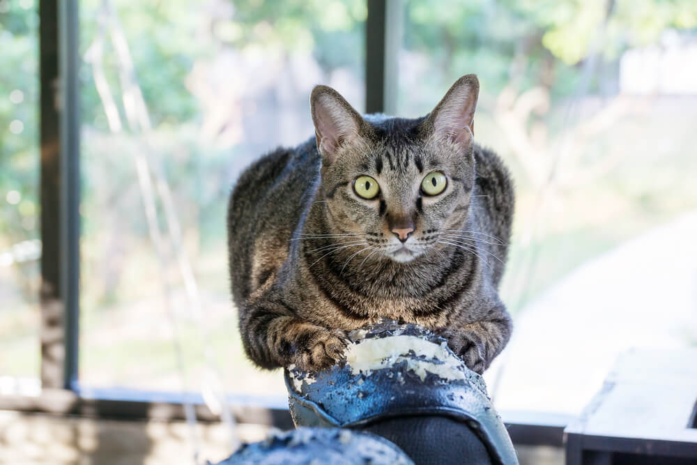Deine Katze kratzt an Tapete, Tür und Möbeln? Diese Hausmittel helfen!