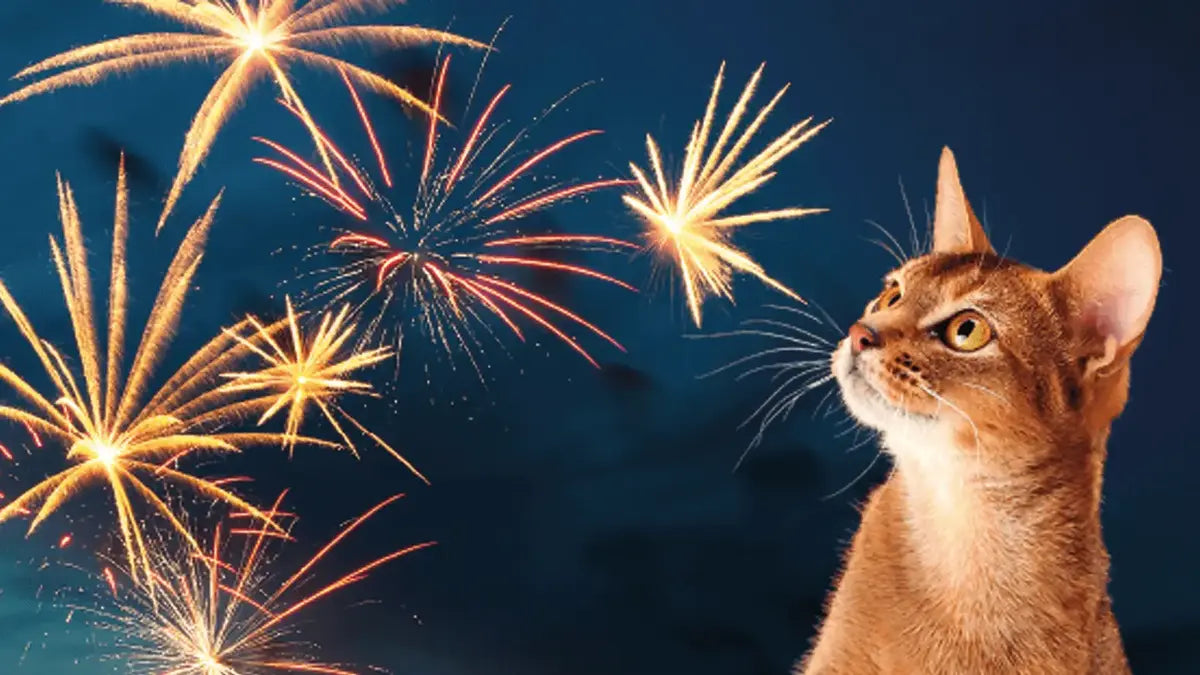 Silvester und andere Geräusche