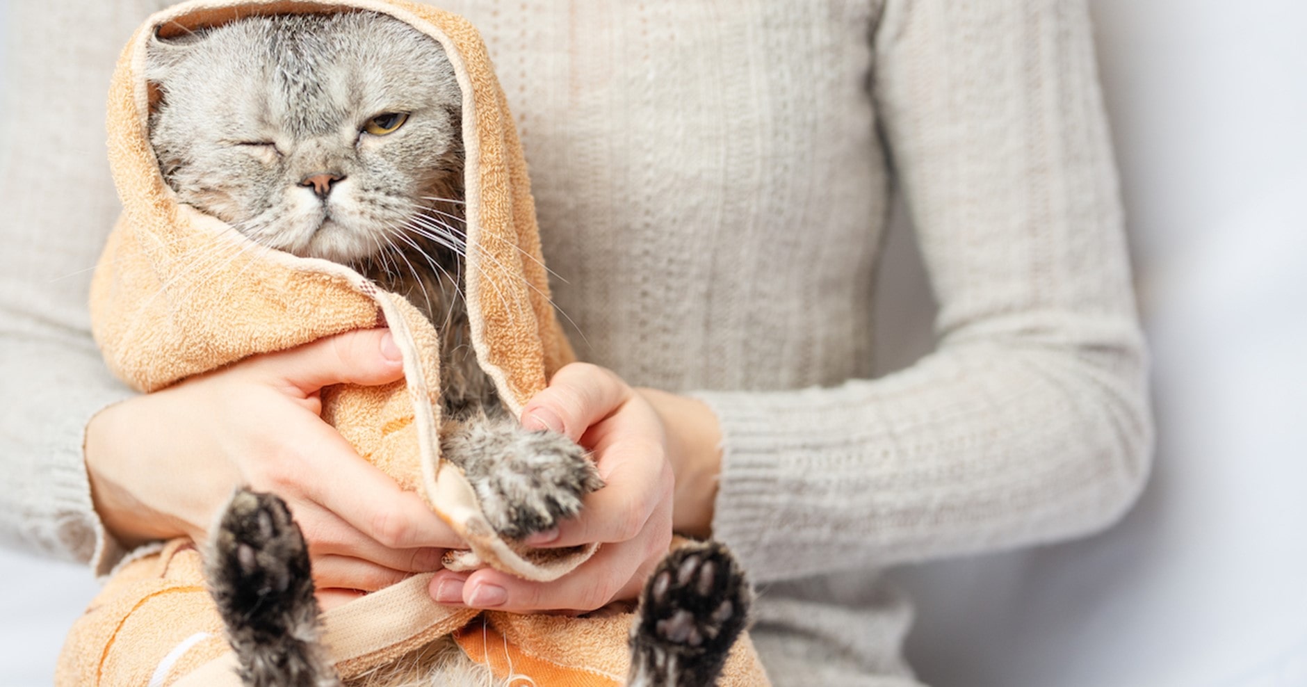 Typisch Katze?! - Warum mögen Katzen kein Wasser?