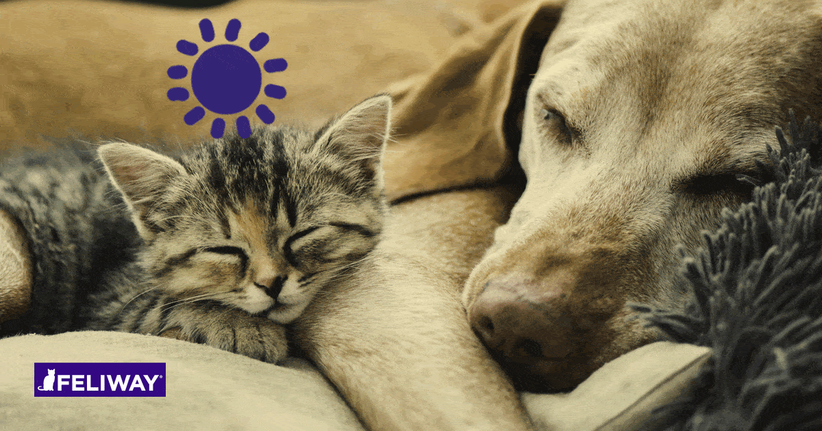 Katze und Hund - funktioniert FELIWAY bei beiden Tierarten?
