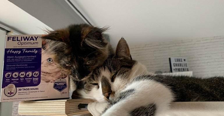 Kitten zieht bei 2 Katern ein