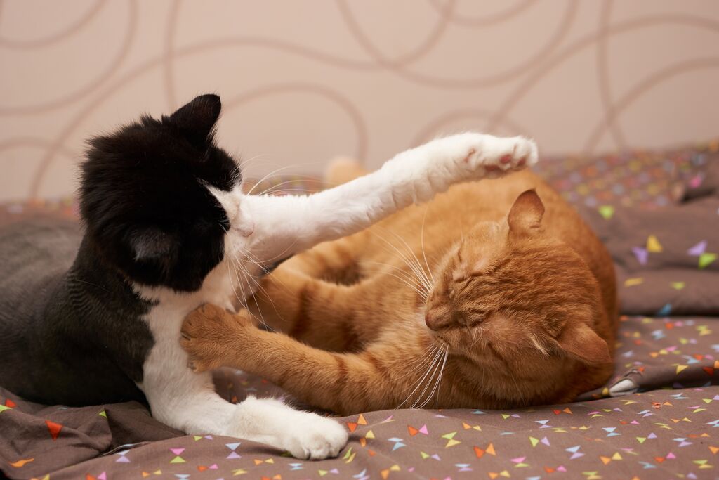 Konflikte zwischen Katzen erkennen
