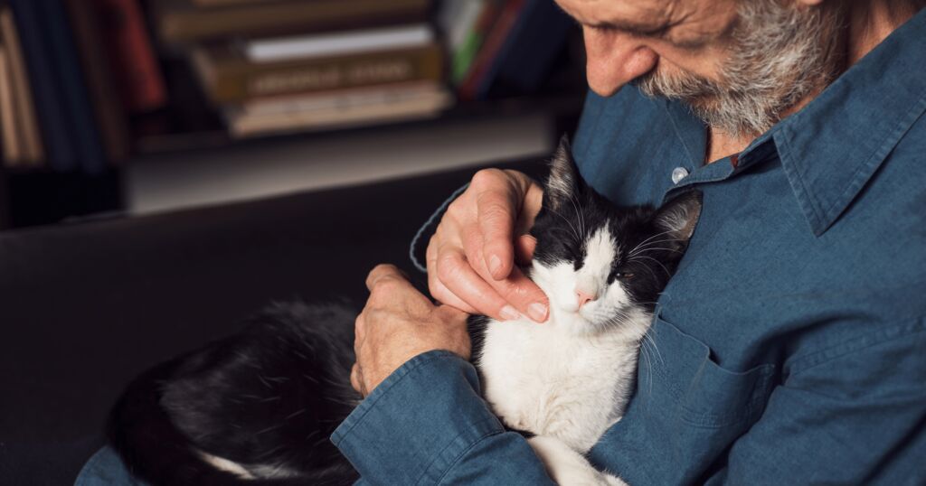 Wie hoch ist die Lebenserwartung bei Katzen?
