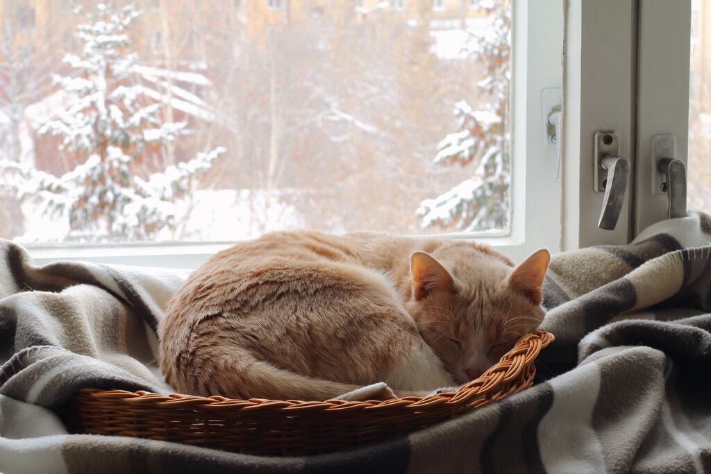 Energie sparen beim Heizen? Welche Temperatur ist für Katzen angenehm?