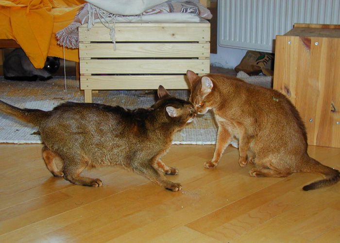 Katzen zusammenführen: 2 mögliche Strategien fürs erste Date