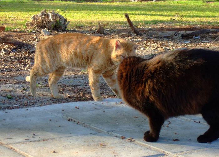 Katzen Streit - SOS-Tipps, wenn der Haussegen schief hängt (Teil 6)