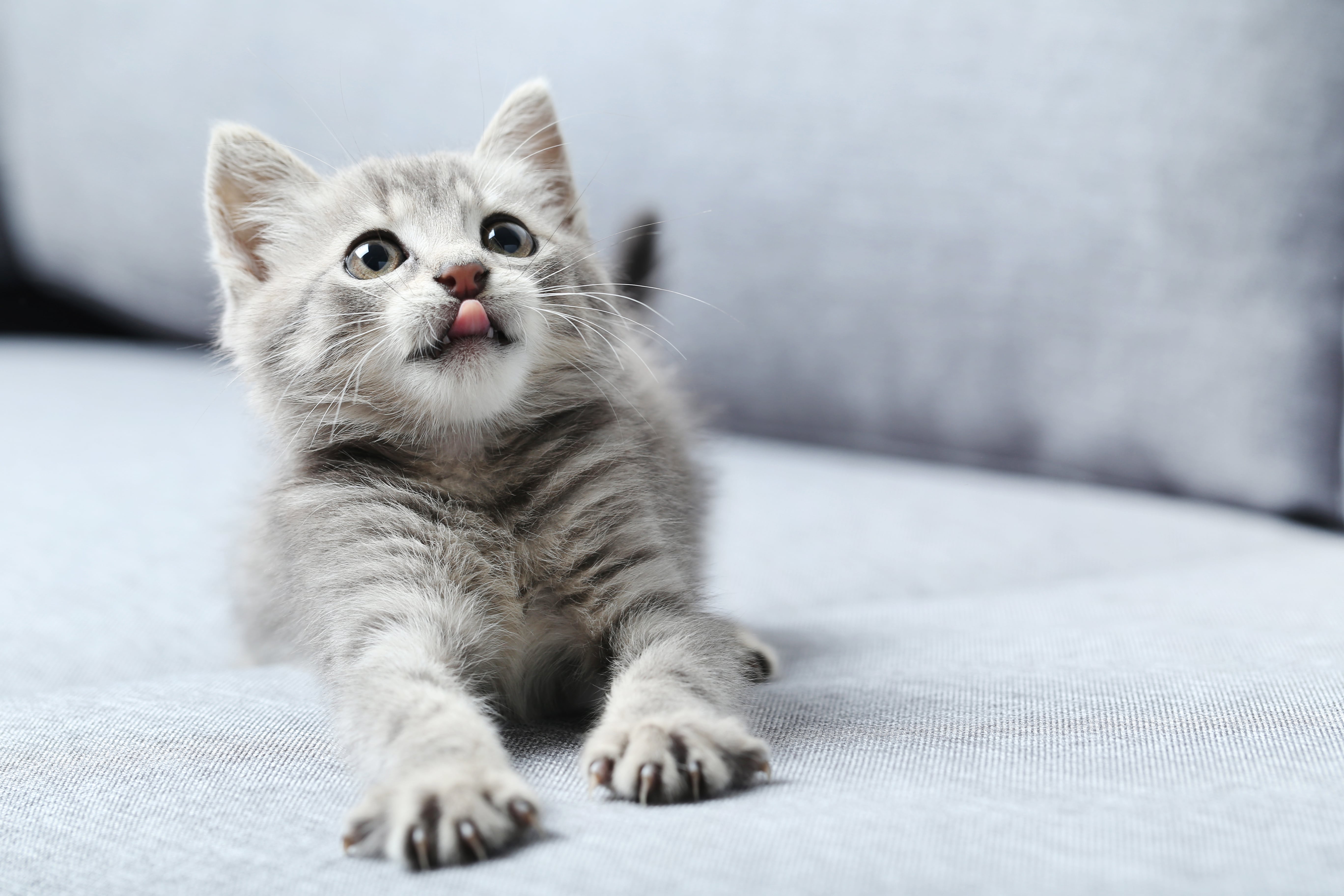 Katze stubenrein bekommen! Unsere Tipps fürs Toiletten-Training