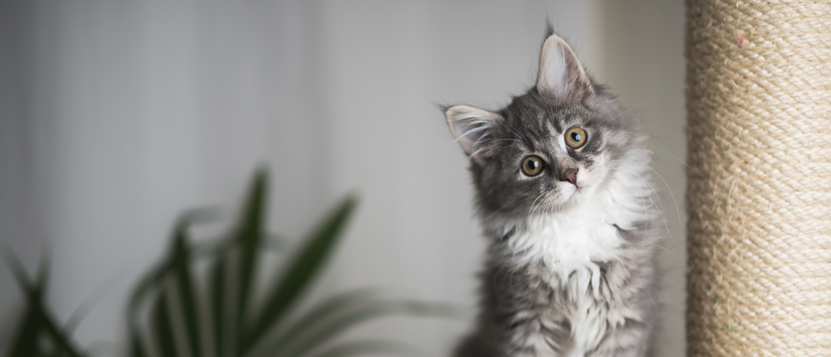 Katzenerziehung - wie lernt meine Katze?
