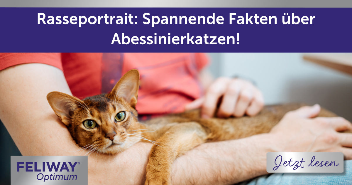 Rasseportrait: Spannende Fakten über Abessinierkatzen!