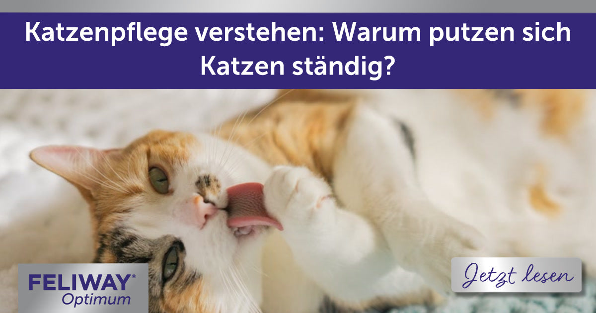Katzenpflege verstehen: Warum putzen sich Katzen ständig?