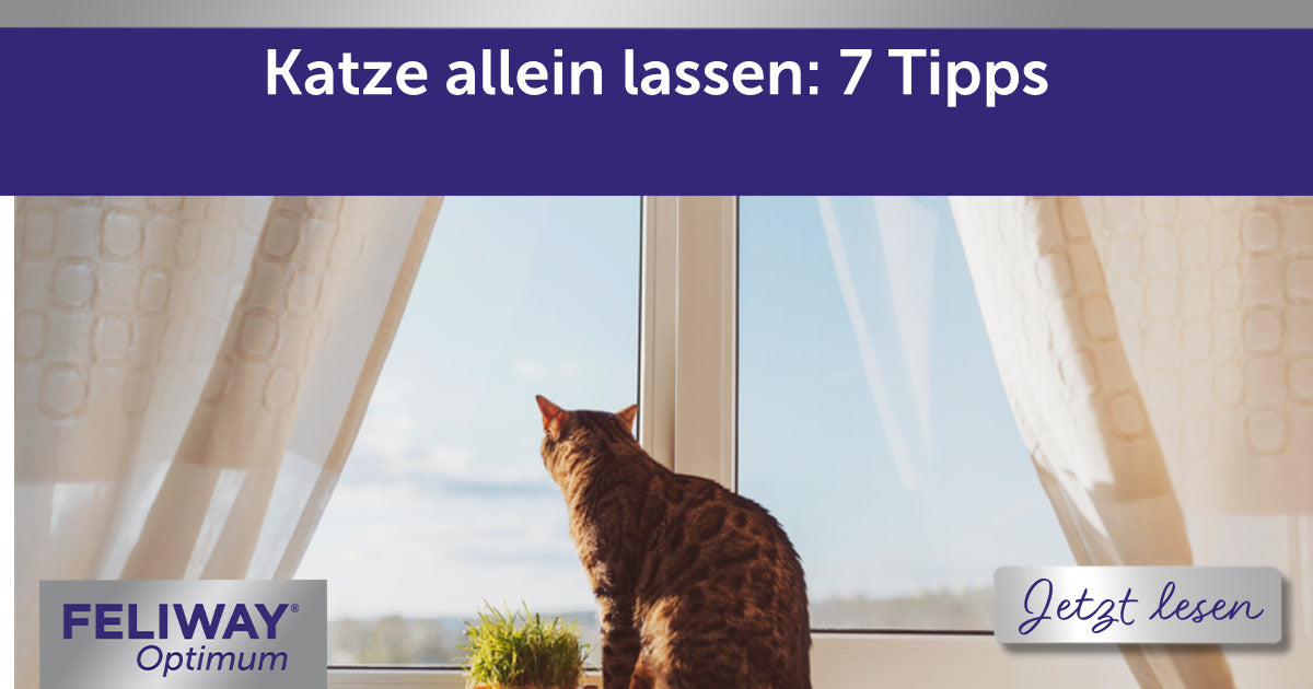 Katze allein lassen: 7 Tipps