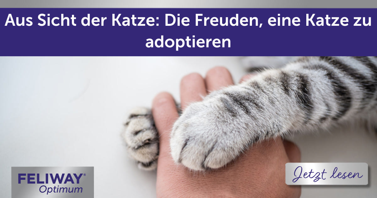 Aus Sicht der Katze: Die Freuden, eine Katze zu adoptieren