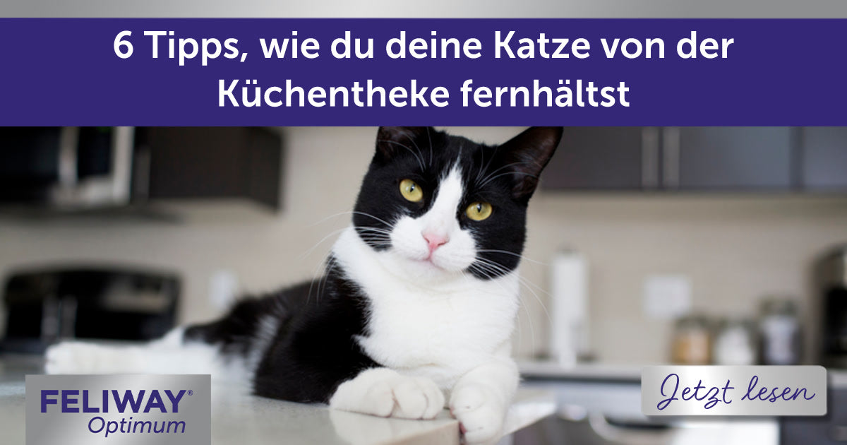 6 Tipps, wie du deine Katze von der Küchentheke fernhältst