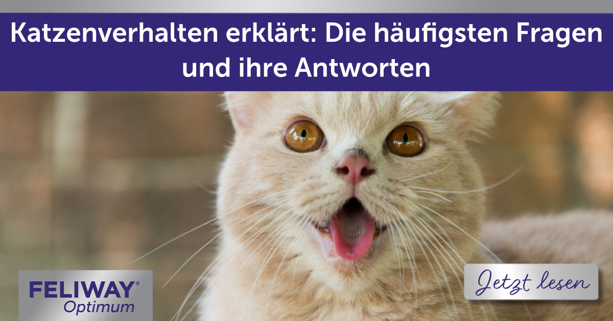 Katzenverhalten erklärt: Die häufigsten Fragen und ihre Antworten