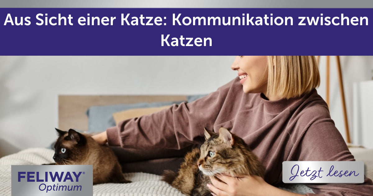 Aus Sicht einer Katze: Kommunikation zwischen Katzen