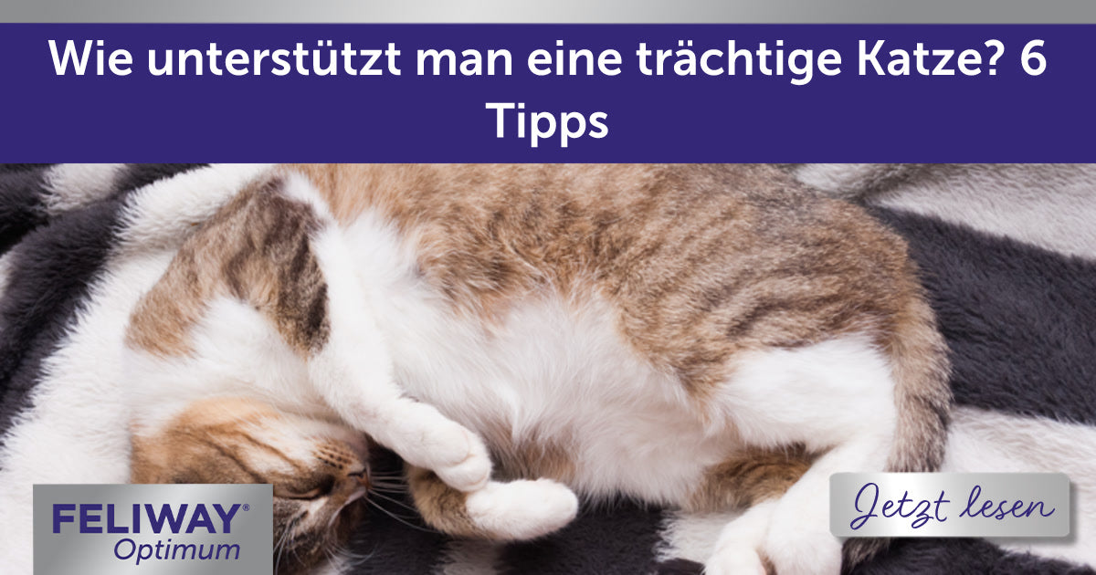 Wie unterstützt man eine trächtige Katze? 6 Tipps