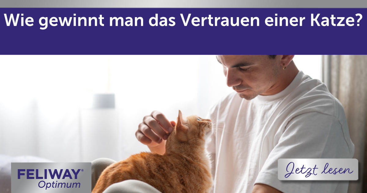 Wie gewinnt man das Vertrauen einer Katze?