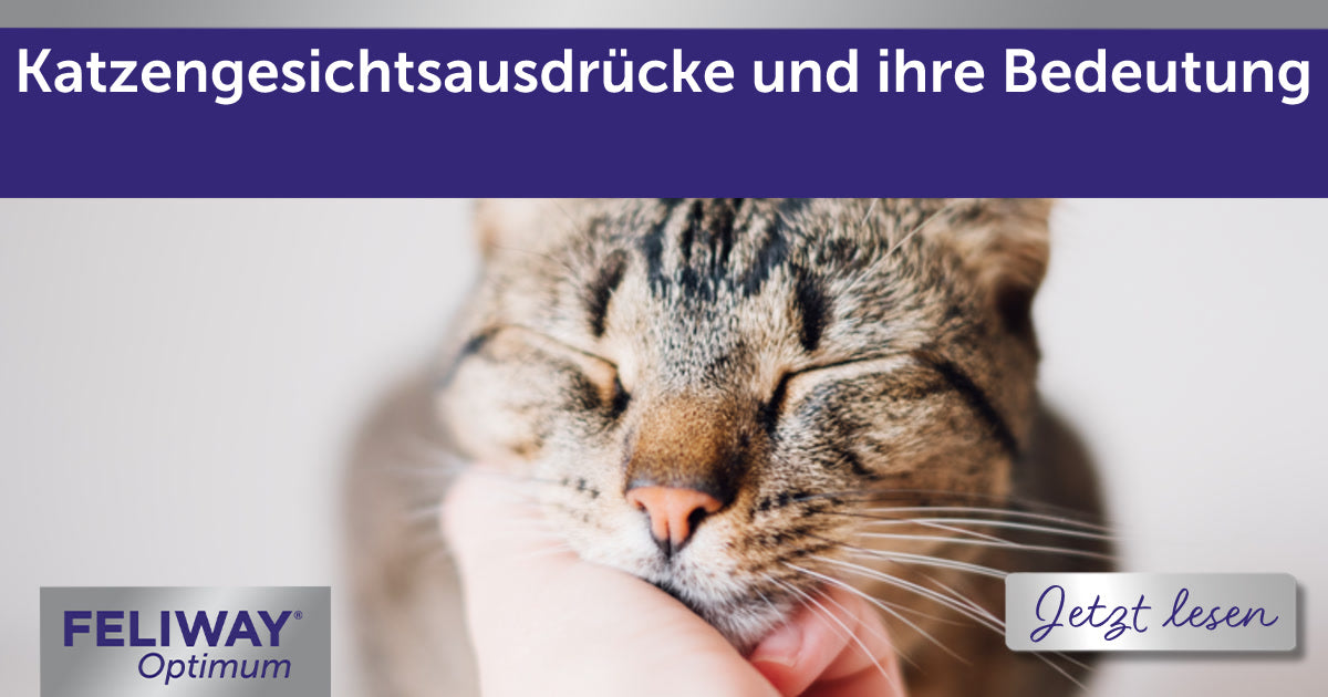 Katzengesichtsausdrücke und ihre Bedeutung