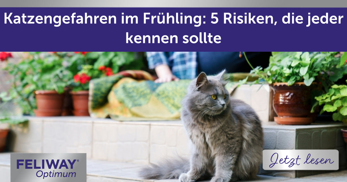 Katzengefahren im Frühling: 5 Risiken, die jeder kennen sollte