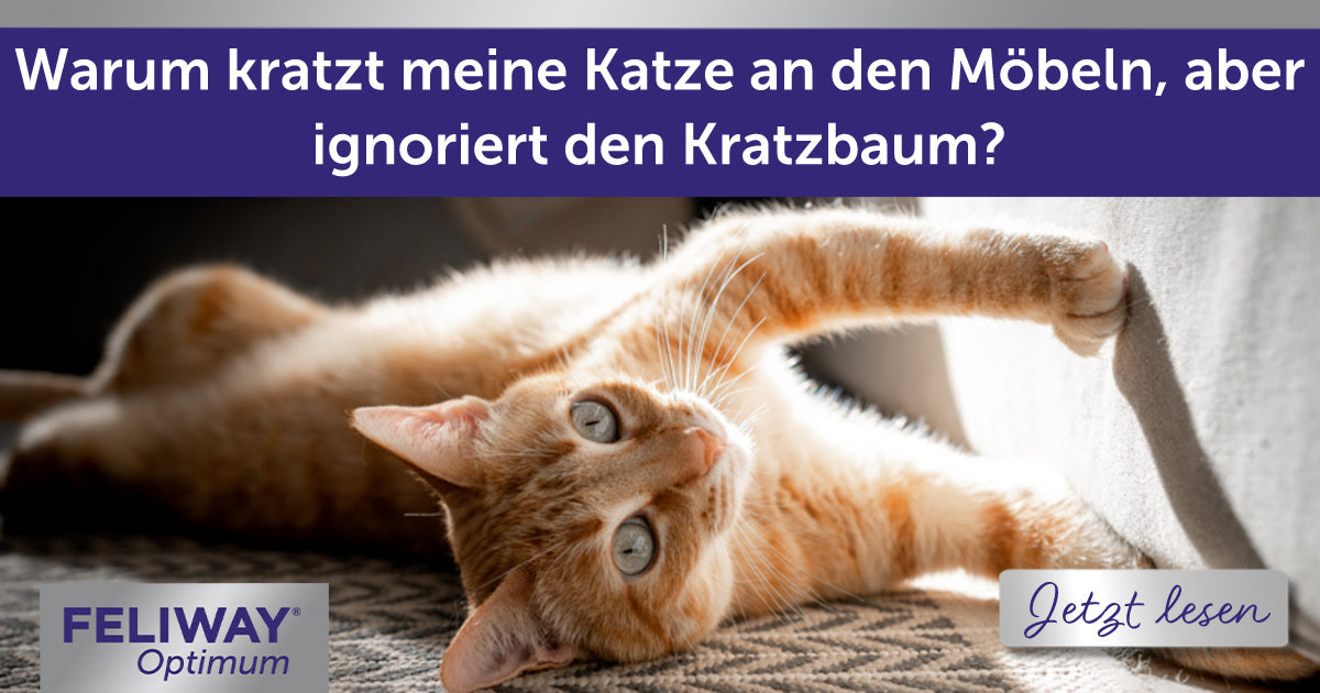Warum kratzt meine Katze an den Möbeln, aber ignoriert den Kratzbaum?