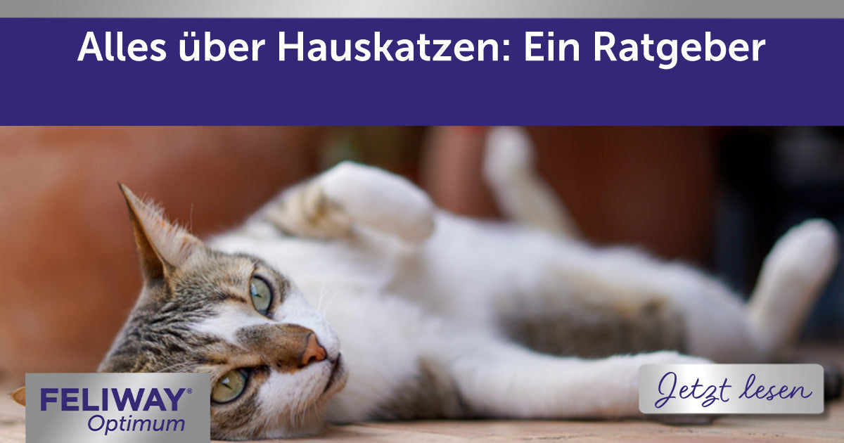 Alles über Hauskatzen: Ein Ratgeber