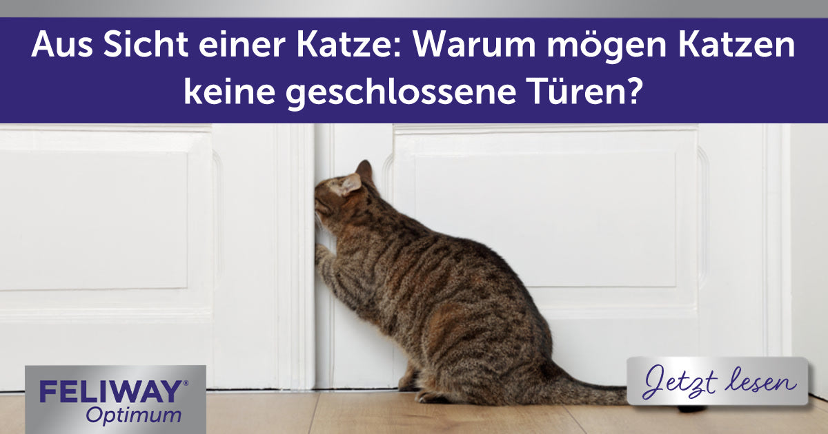 Aus Sicht einer Katze: Warum mögen Katzen keine geschlossene Türen?